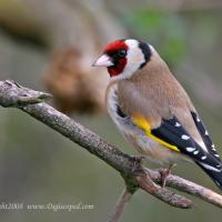 European Goldfinch