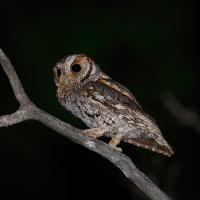 Flammulated Owl perched in tree at night