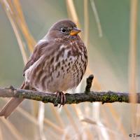 Fox Sparrow perched on a branch