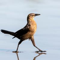 Female Great-tailed Grackle striding across wet sand in sunlight