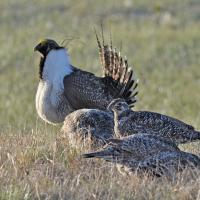 Greater Sage-Grouse at a lek