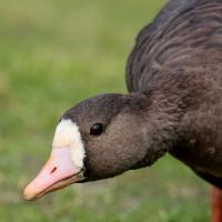 A brown goose with a white face and pale pink beak looks toward the viewer.