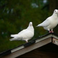 Homing Pigeons perched on a roof