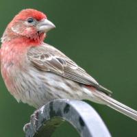House Finch in profile, showing red-colored head and throat