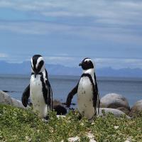 Two African Penguins standing on shore with water and clouds in background