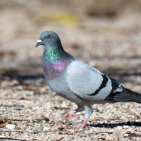 Single Rock Pigeon stands on pebble-covered ground