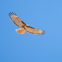 A Red-tailed Hawk soaring against a blue sky.