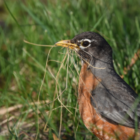 An American Robin carrying nesting material in its bill. 