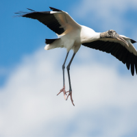 Behind a blue sky with white clouds, a wood stork soars