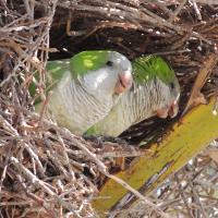 Pair of green and white Monk Parakeets peering out from their large nest