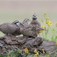 Two pair of Northern BobWhites showing their speckled plumage and striped heads while perched on fallen wood amidst spring flowers