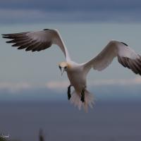 Northern Gannet puts on the brakes