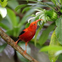 An ‘i‘iw perches on a branch