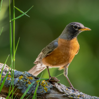 An American Robin stands on a log in golden sunlight against a green background.