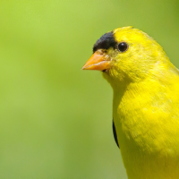 A male American Goldfinch in profile against a green background.