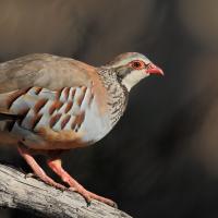 Red-legged Partridge