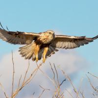 A Rough-legged Hawk, wings outspread, flies toward the viewer with partly cloudy sky in the background