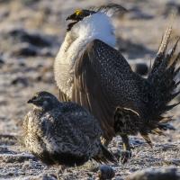 Greater Sage-Grouse pair
