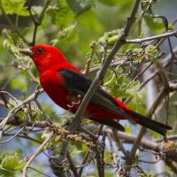Scarlet Tanager showing vivid red plumage on head and body, with dramatic black eye, wing, and tail.