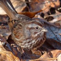 Song Sparrow foraging in leaves