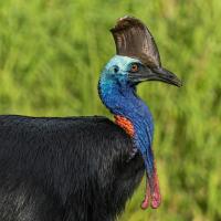 A large flightless bird displays glossy black plumage, bright blue neck and head, with large helmet or "casque" formed of bone atop its head