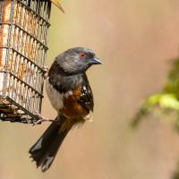 A Spotted Towhee at a birdfeeder