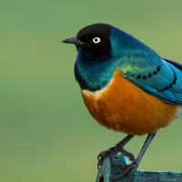A Superb Starling is perched, looking to the left.