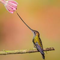 Un colibrí picoespada posando en una ramita bajo una flor, sobre un fondo brillante. 
