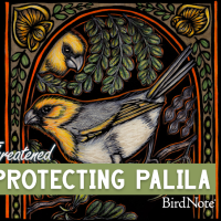 The episode artwork for Threatened: Protecting Palila.