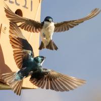 A pair of Tree Swallows flying near the entrance of a nestbox