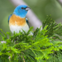 Lazuli Bunting