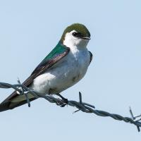 Violet-green Swallow perched on a wire