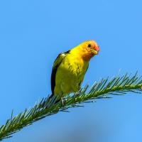 A vivid yellow bird with black wings and orange red head and face cocks its head while on a slender branch against a clear blue sky