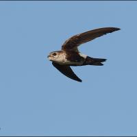 White-throated Swift in flight