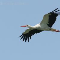 White Stork in flight