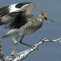 Willet perched on a branch and calling
