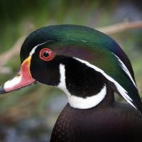 Closeup of male Wood Duck in breeding plumage, showing his bottle green long head feathers, white neck ring and bright red eye