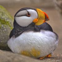 A Horned Puffin, with white breast and face and large short yellow and orange beak, sits on a rocky ledge, looking to its right. 