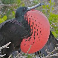 Magnificent Frigatebird with his red throat sac ballooned out with air