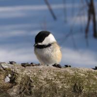 Black-capped Chickadee eating seeds