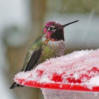 Anna's Hummingbird sitting at a snow-covered feeder