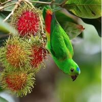 Blue-crowned Parrot