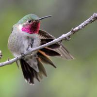 Broad-tailed Hummingbird fanning its tail out while perched on a branch