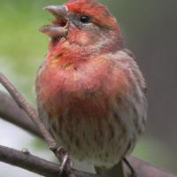 A House Finch Singing