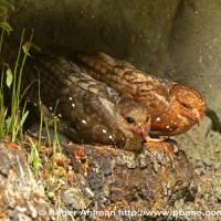 Oilbirds perched on rocks in cave
