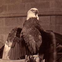 "Old Abe" the Bald Eagle mascot, photo Wisconsin Historical Society