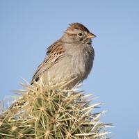 Rufous-winged Sparrow perched atop a cactus against a clear blue sky