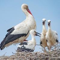 A White Stork standing in its nest with three chicks. The parent has a white body, with black on its wings, and red legs and long red beak. The White Stork chicks have dark beaks.
