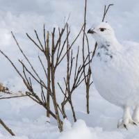 Willow Ptarmigan in snow