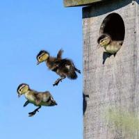 Wood ducklings leaping from nest box